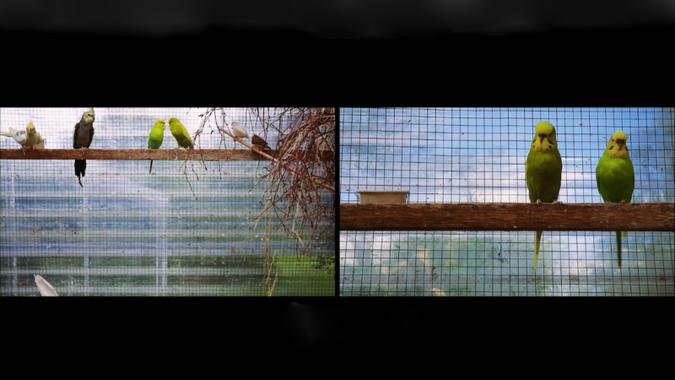fictional-matters-birds-and-on-the-choreographic-beyond-bodies