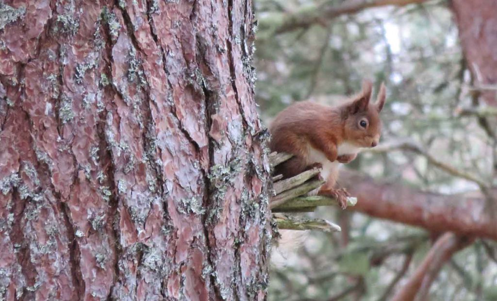 Red Squirrel. Caledonian Forest