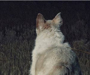 it comes at night