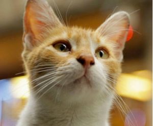 kedi