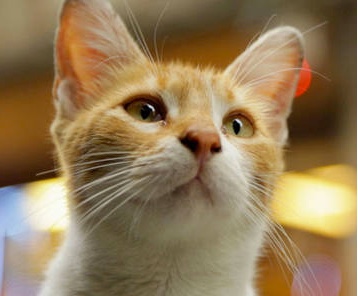 kedi