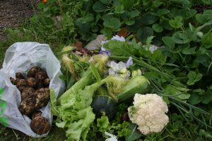 allotment
