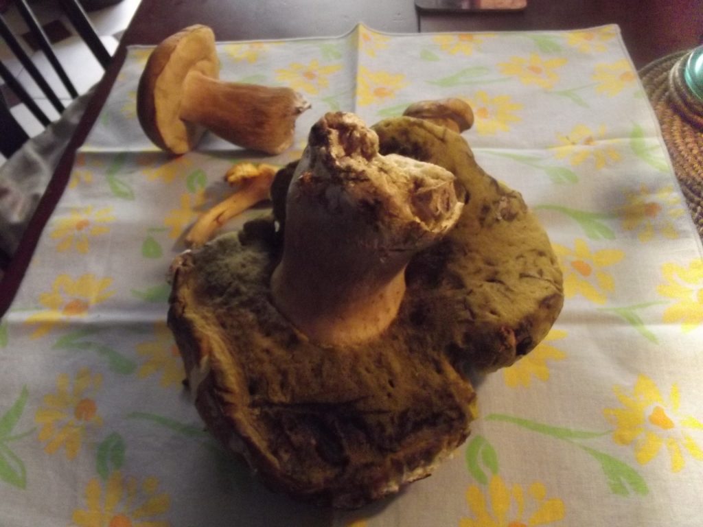 muhroom