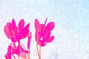 fuschia