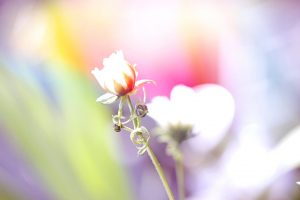 white flower