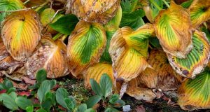 An Autumn Ending. Colour Combination