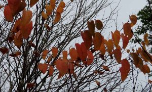 Autumn Leaves. Ready to Fall