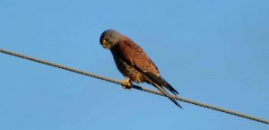 Kestrel. Bird of Prey