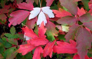 Nature's Autumn Jigsaw