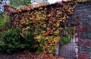 The Secret Garden