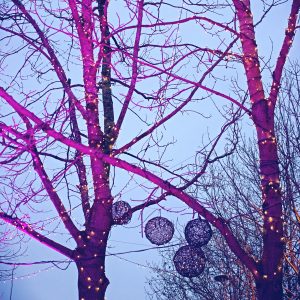 Colourful lit Up Trees
