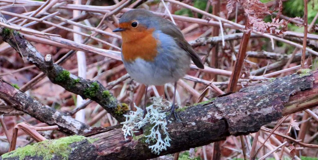 Bobbing Robin