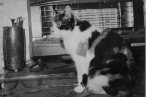 the cat