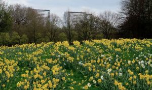 daffodils glasgow