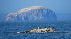 Bass Rock View. Gannet Haven