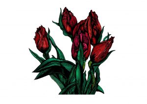 tulip print.rachelmeehan
