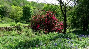 Almondell Gorge and Country Park