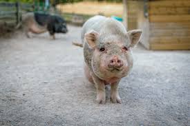 pig third para