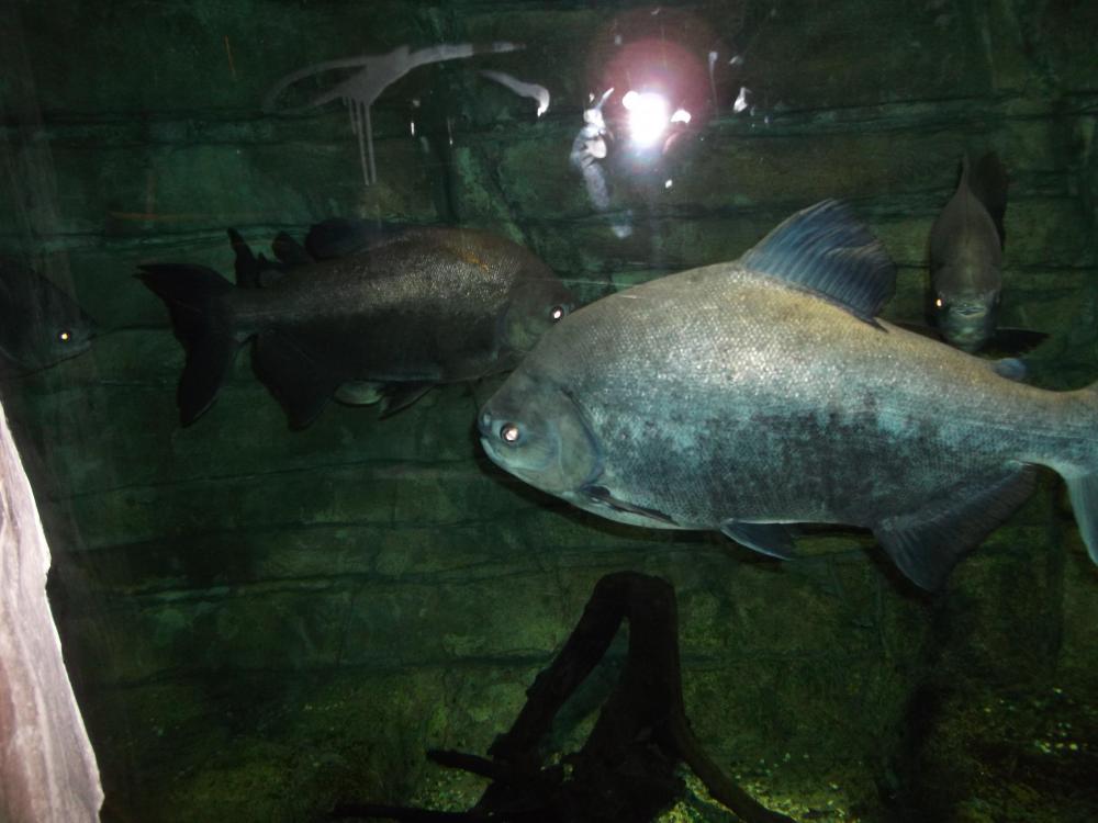 big fish st andrews yonza