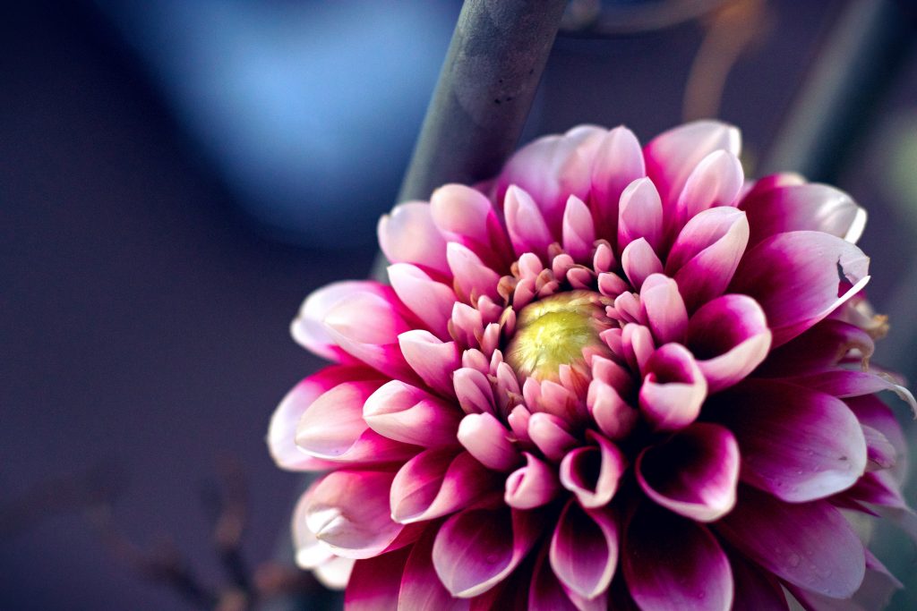 Dahlia on Pat's Balcony
