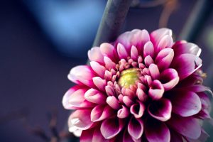 Dahlia on Pat's Balcony