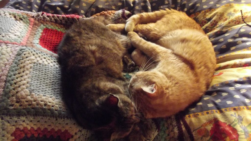 thr last word cats