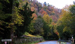 A Magic Realm. Lake District Trees