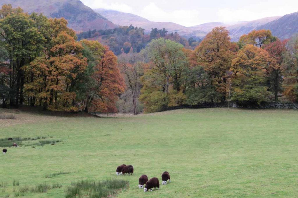 Sheep in a Lake District Landscape