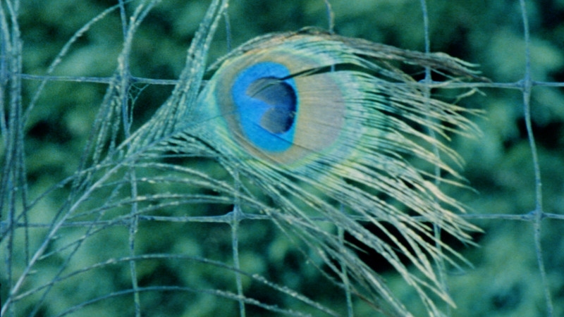 moving image makers on the move