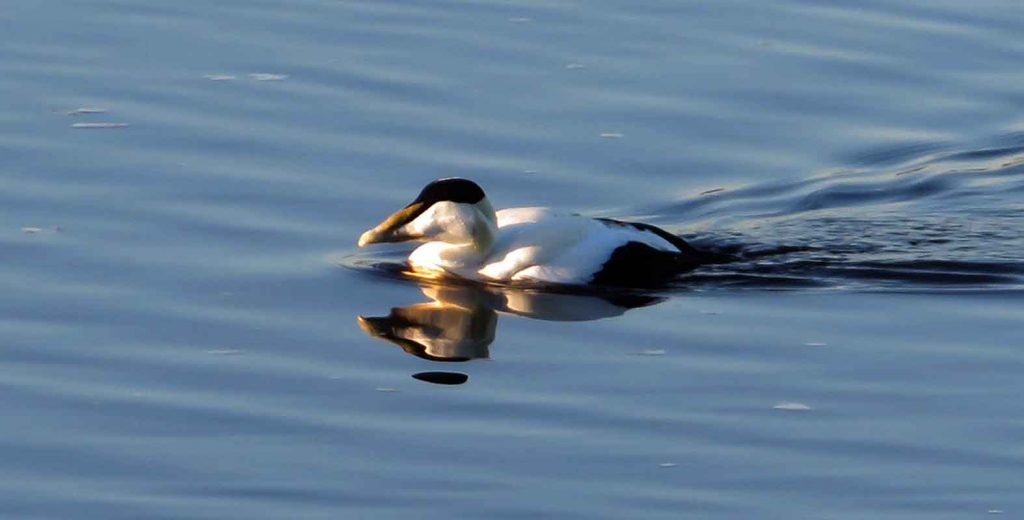 Eider Duck. Winter Plumage