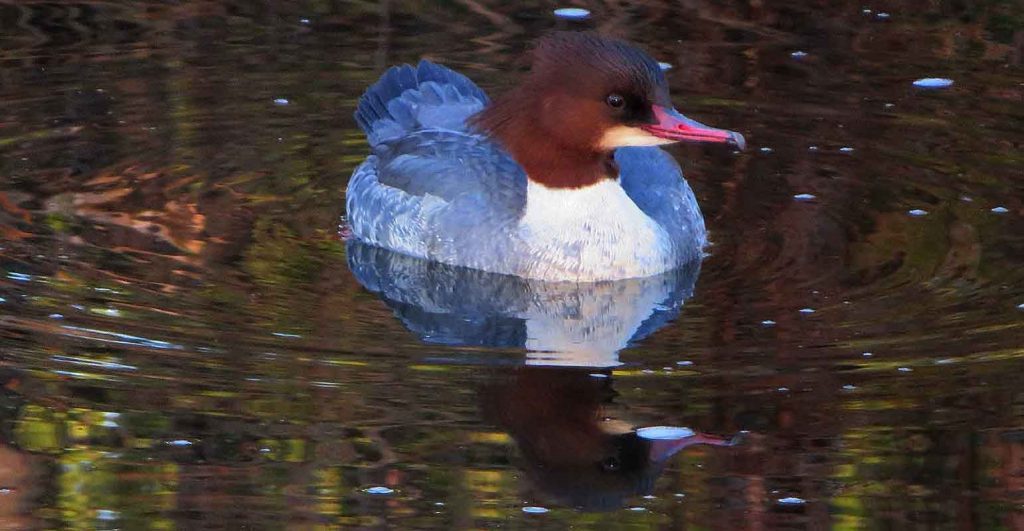 Goosander Reflection. River Almond