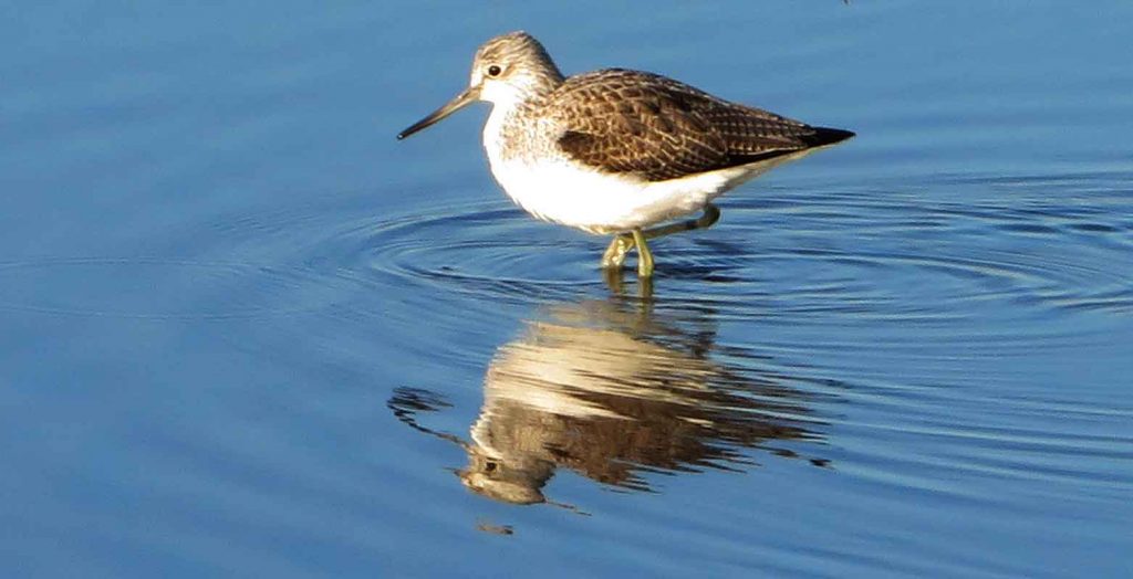 Greenshank