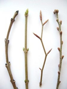 twigs winter trees