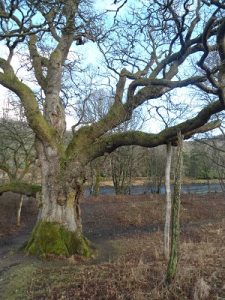 Macbeth Oak