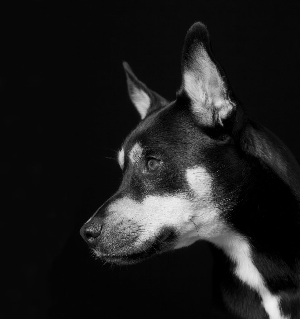 MT 9239 Ruffus Orton copy