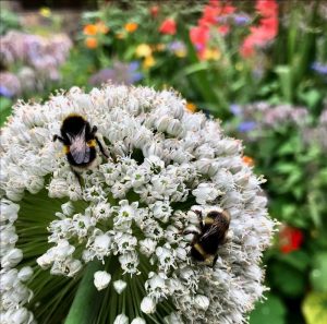 bee on flower