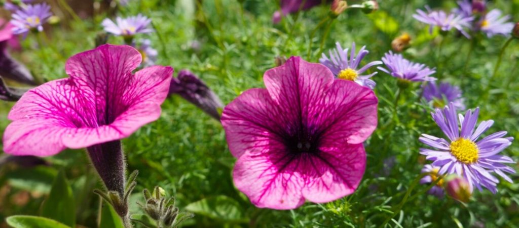 flowers woodlands