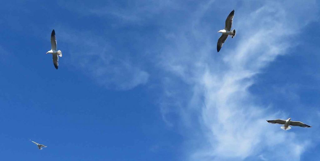 Flight Pattern. Empire of Birds seagulls