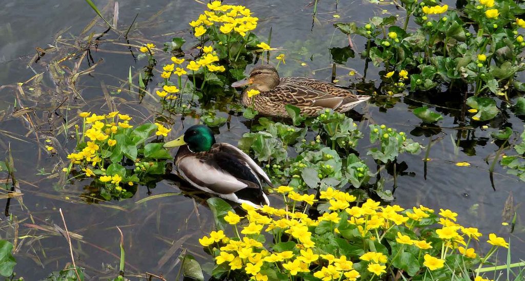The Beauty of Mallard Ducks
