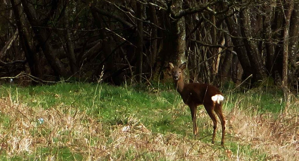 Young Roe Deer