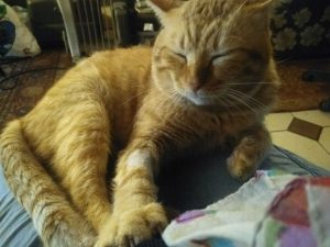 fiona cat