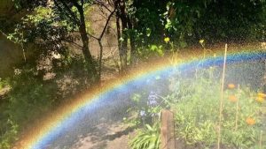 rainbow woodlands