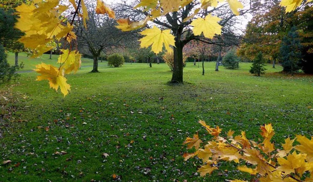Autumn Morning. Rouken Glen Park. Glasgow