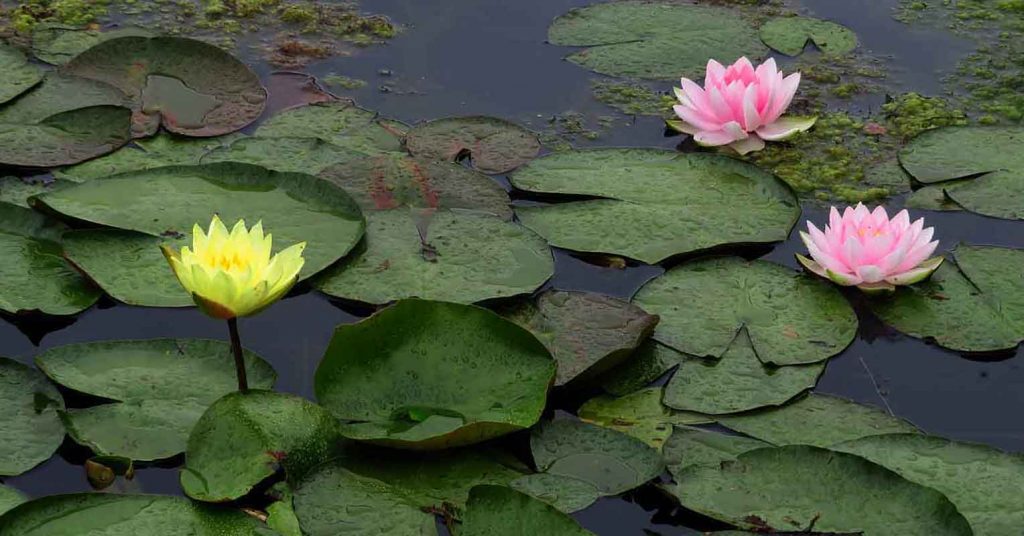 Water Lilies. Rouken Glen Pond in Late July