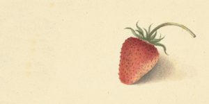 seven new strawberries