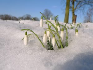 MT 3307 copy snow drops