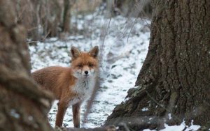 fuchs-1976813_640