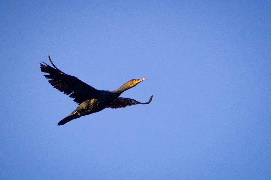 cormorant flying