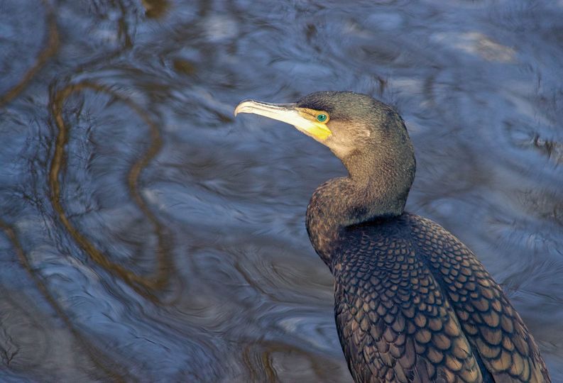 cormorant time jim canal