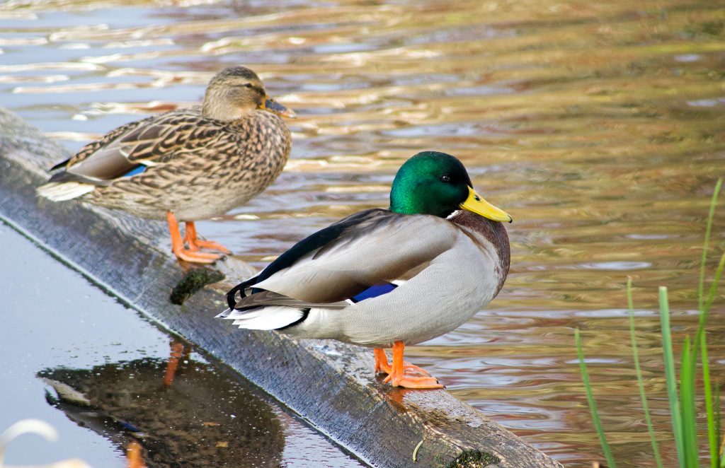 double ducks
